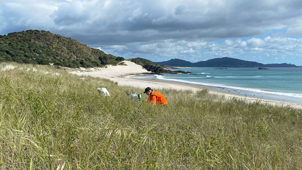 Coastcare Biodiversity Advisor Brooke Gray digging wild gladioli from the ocean beach dunes