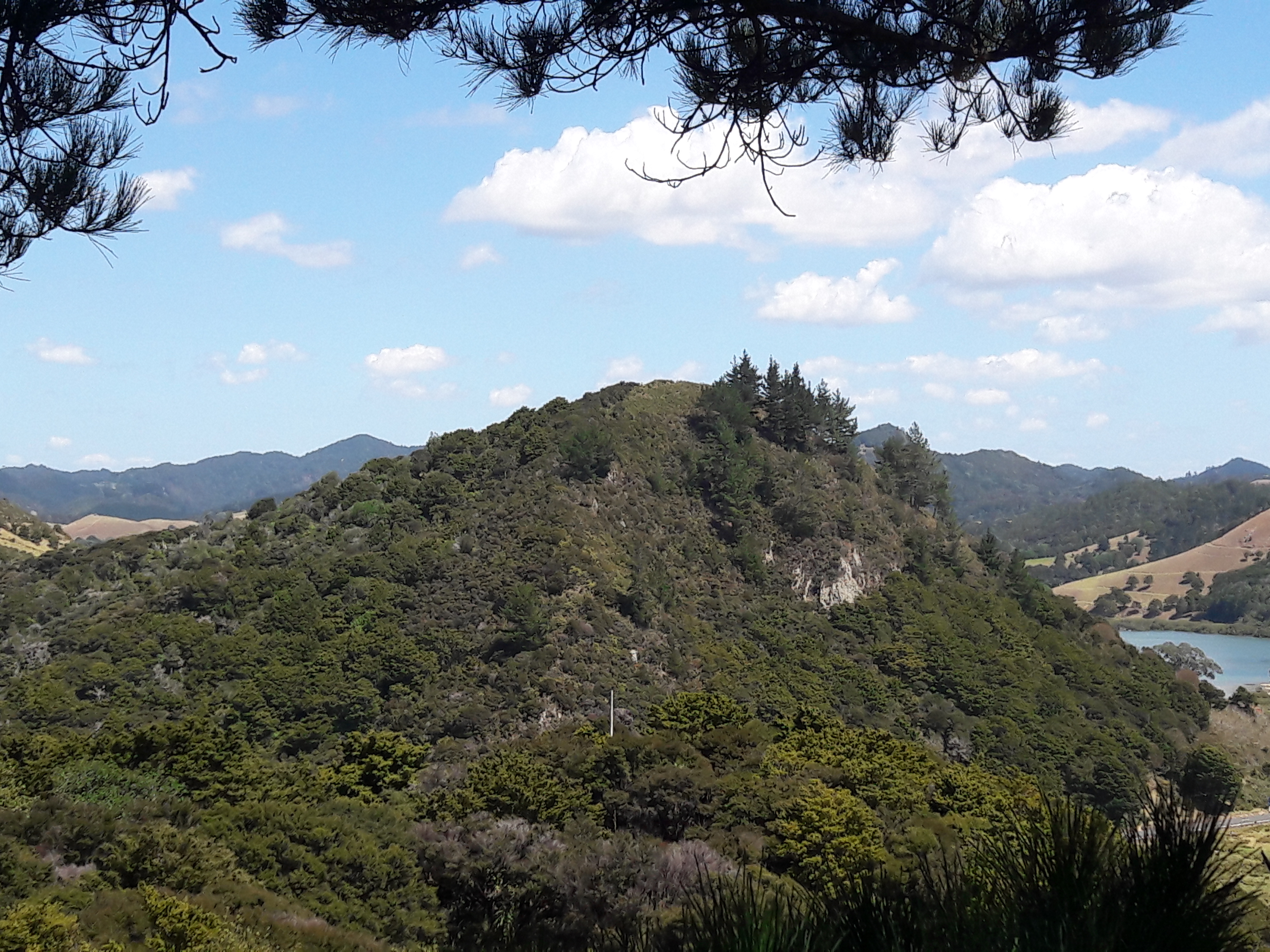 Maukoro Maunga, a former pā site in Pataua South where iwi workers have been eradicating wilding pines.