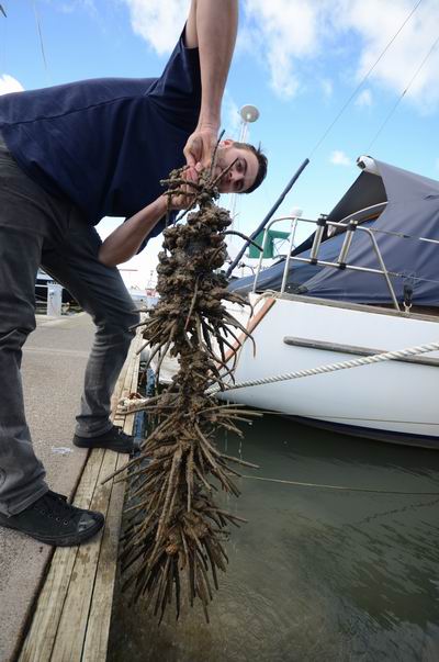 Mediterranean fanworm at an Auckland marina