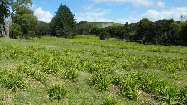 Aristea Photo Credit Carolyn Lewis And Weedbusters 3