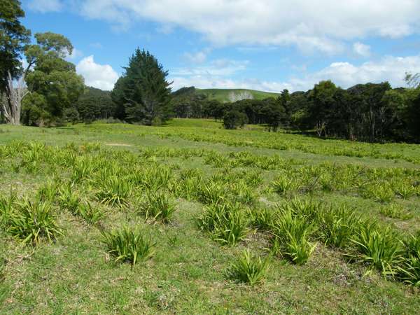Aristea Photo Credit Carolyn Lewis And Weedbusters 3