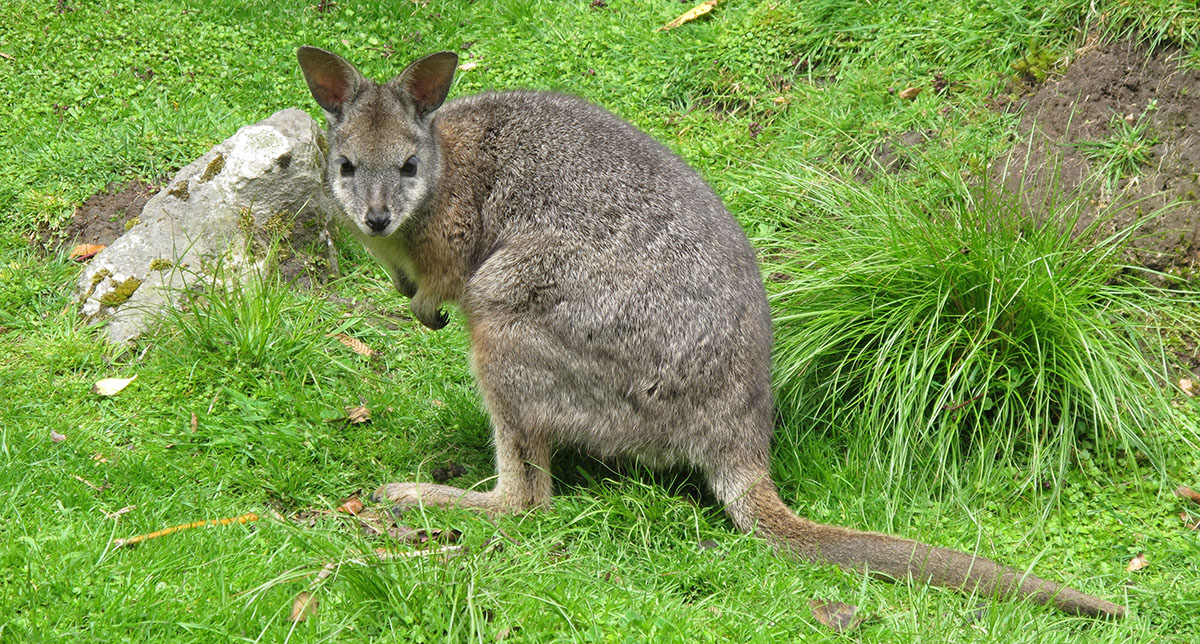 Wallaby on grass.