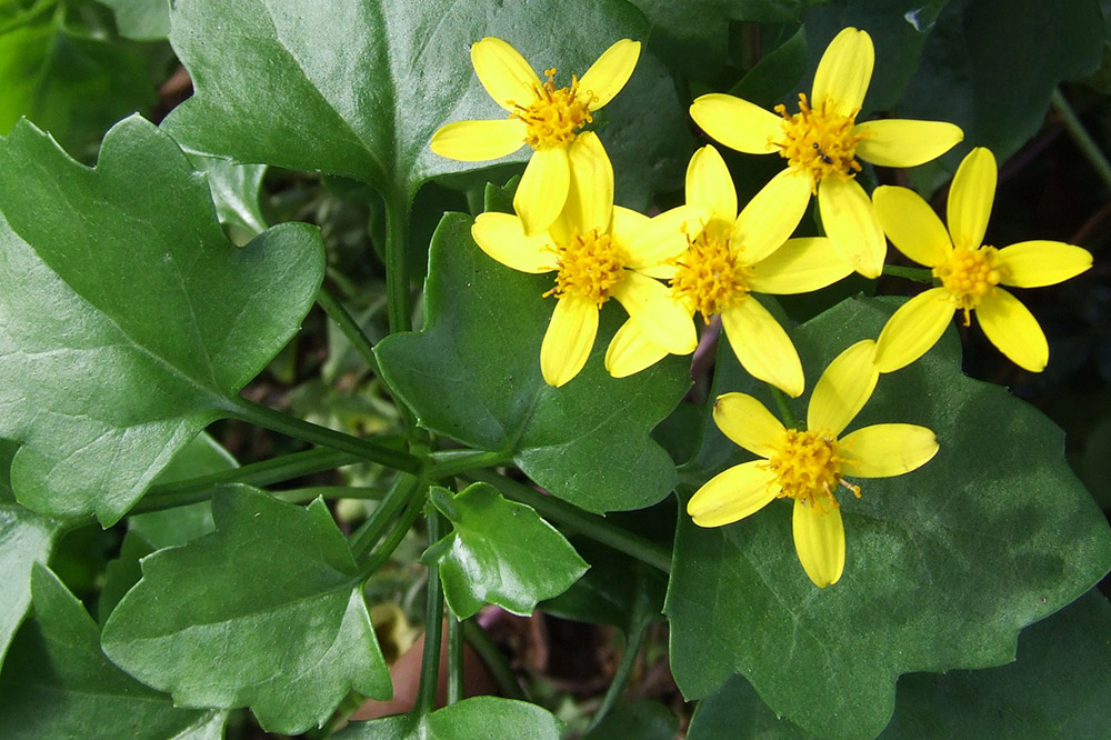 Cape ivy plant.