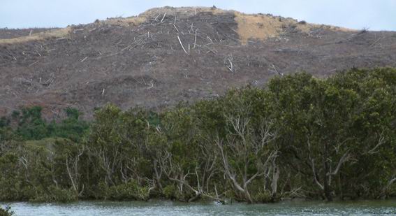 Deforestation in the Parengarenga Harbour.