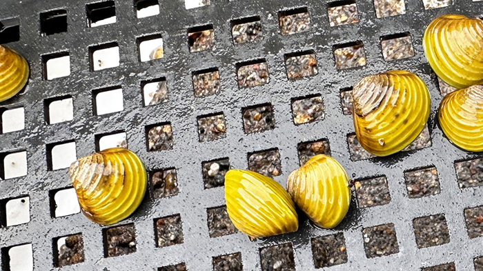 Freshwater gold clam