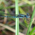 Biodiversity reports