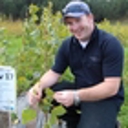 Poplar, willow planting season looms
