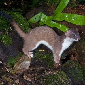 Stoat2  Copyright Nga Manu Images   S   400 