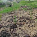 Fencing and planting transform an eroding gully : Case study