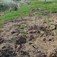 Fencing and planting transform an eroding gully : Case study