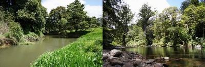 Mangere River (left) – poor water quality Waipoua River (right) – excellent water quality. 