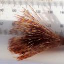 1000-plus fanworm removed in latest Opua eradication bid