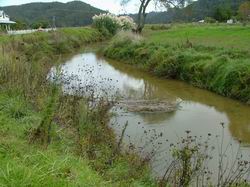 Kaeo River upstream.