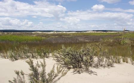 Coastal wetland in Pouto.