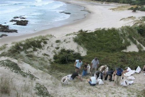 Northland CoastCare groups carry out dune restoration projects to protect and enhance native vegetation through pest and weed control, fencing and replanting where necessary.