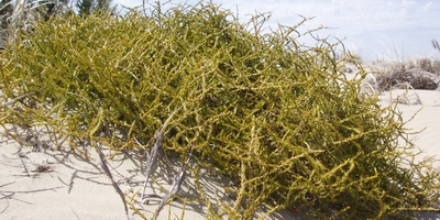 Sand coprosma (Tarakupenga | Coprosma acerosa).