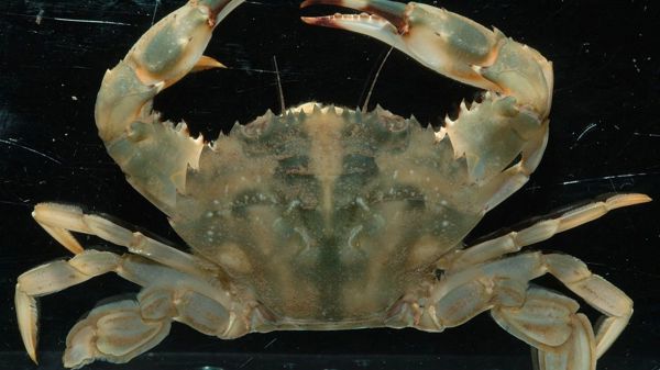 Asian Paddle Crab 01 No Photo Credit