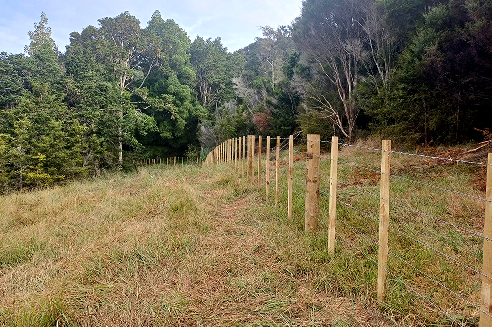 A fence line between pasture and bush.