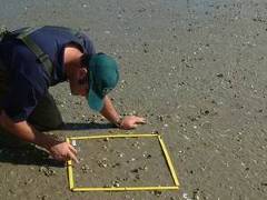 A staff member carrying out epifaunal sampling in the Ruakaka Estuary.