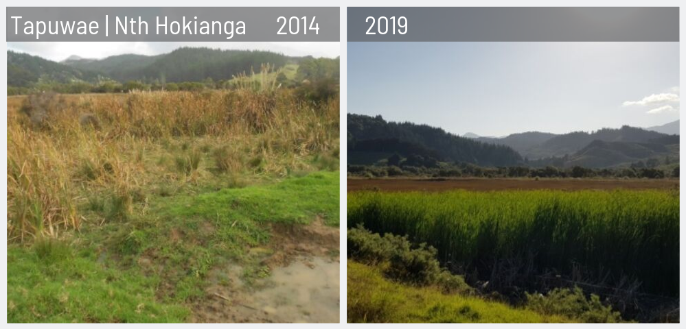 Wetland before and after fencing.