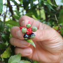 Public help sought to find ‘Mickey Mouse’ in gardens