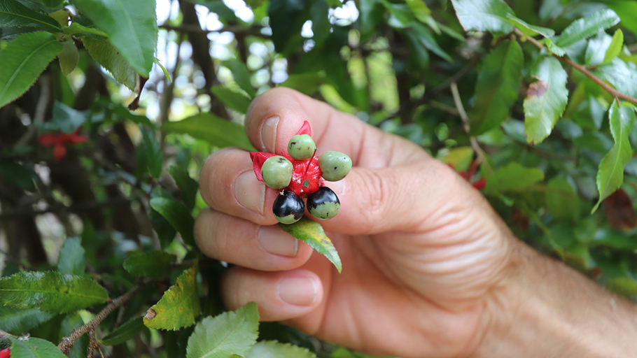 Mickey Mouse Plant Berries