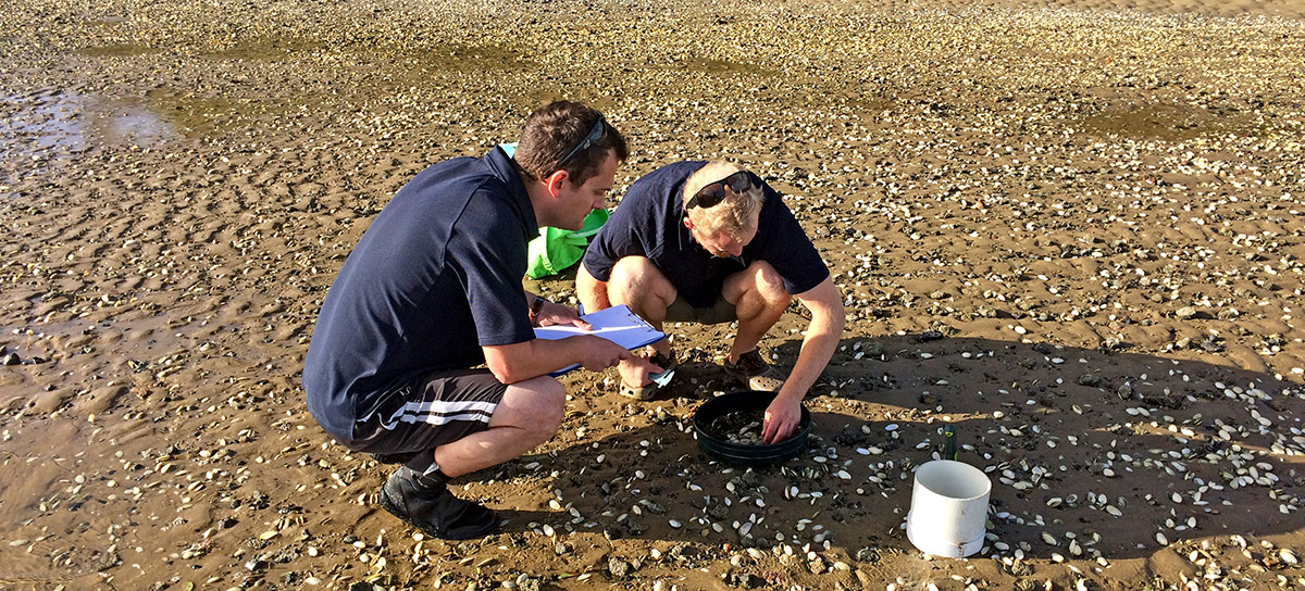 Two men survey cockles in estuary.