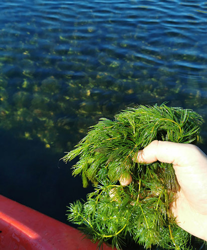 Hornwort in a hand.
