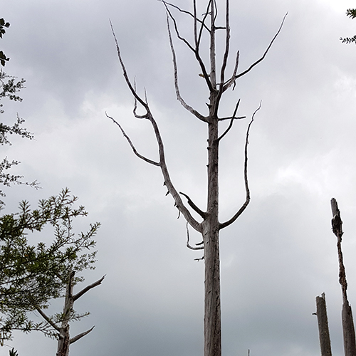 Dead kauri tree.