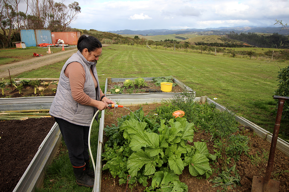 Watering the vegetable garden.
