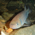 Shortjaw kōkopu