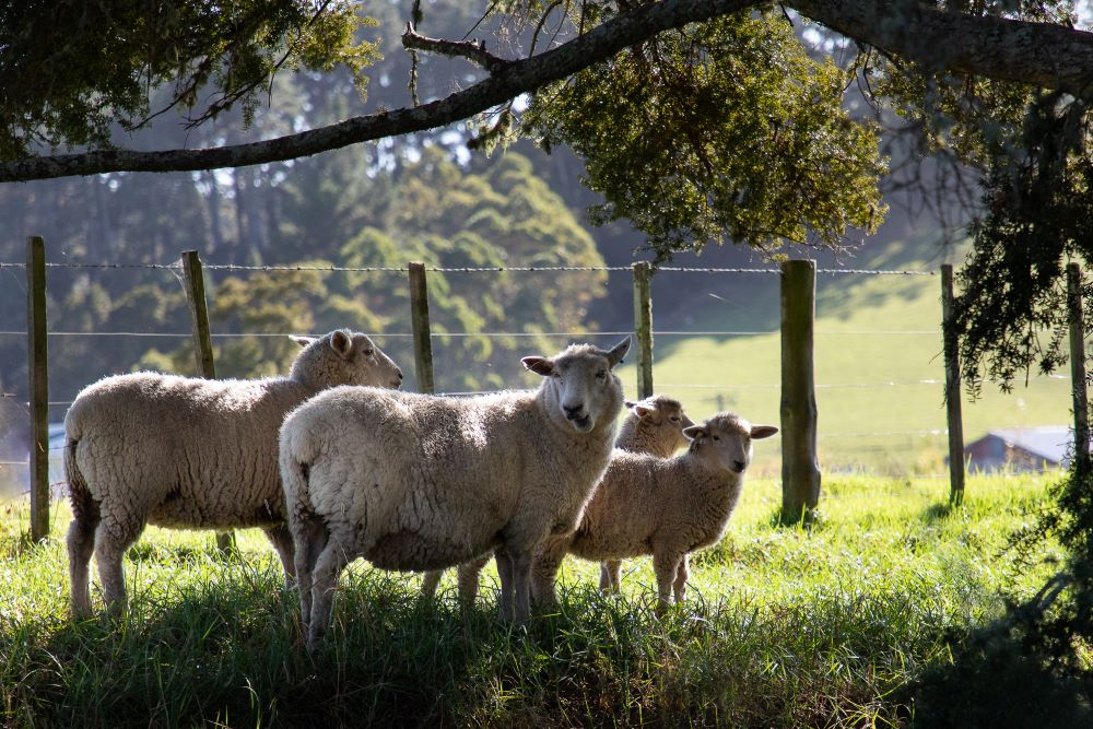 Sheep shading under trees.