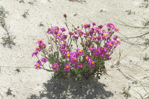 Purple groundsel.