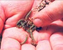 Tropical grass webworm.