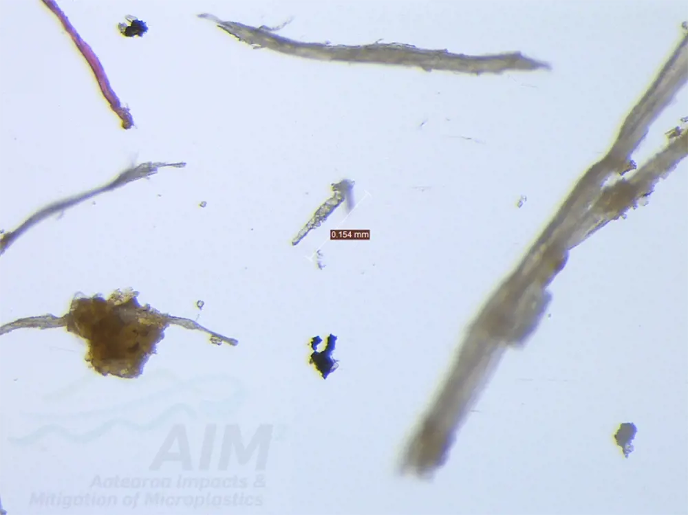 Microplastics found in pipi shellfish.