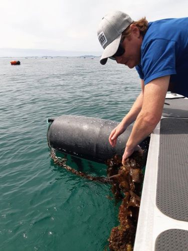 Man on a boat pulling up undaria, an unwanted seaweed.