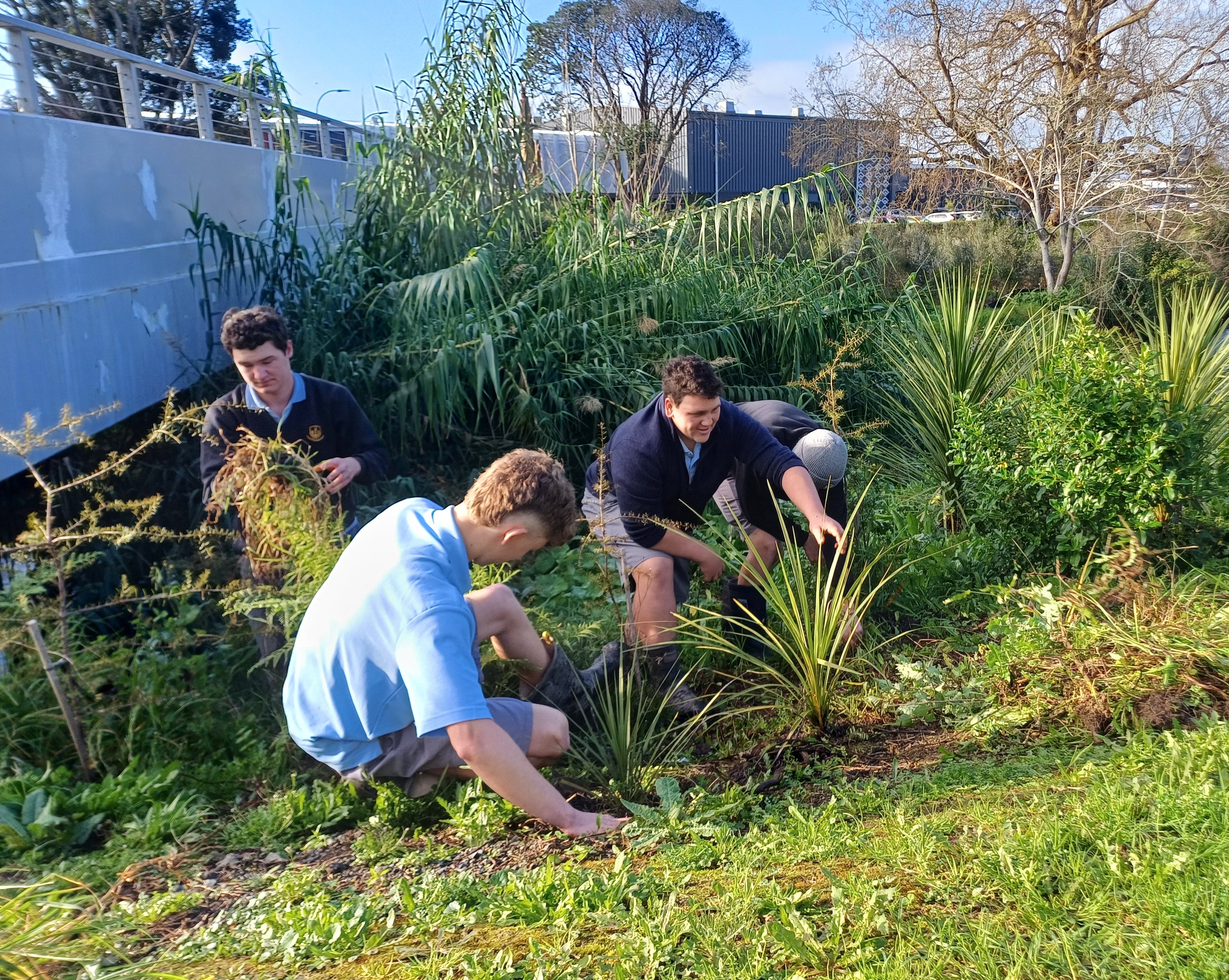 Students of Whangārei Boys High School planting along Waiarohia Stream.