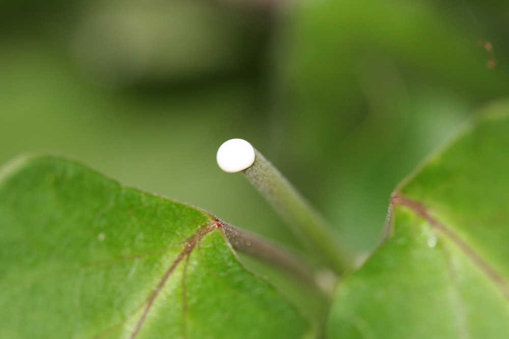 Milky white sap on a cut moth plant stem.