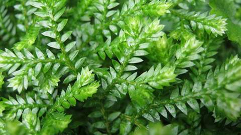 African Club Moss 04 No Photo Credit