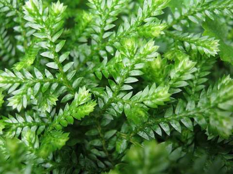 African Club Moss 04 No Photo Credit