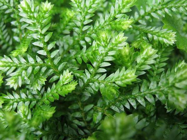 African Club Moss 04 No Photo Credit