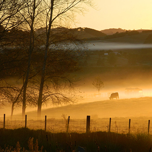 Misty Rural Morning Matakohe  1   S   400 