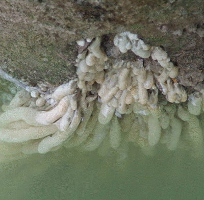 Description: Eudistoma sea squirt (Eudistoma elongatum). 