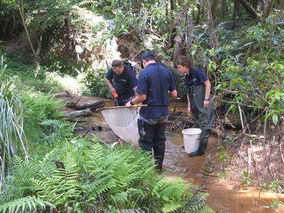 Fish survey being undertaken as part of Otaika ecological flow assessment. 
