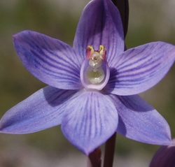 Photo: Native striped sun orchid.