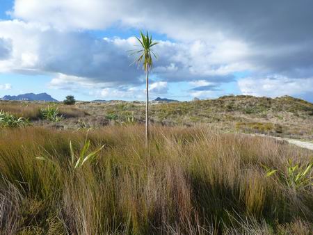 Bream Bay Coastal Care Trust - Ruakaka backdune area south of estuary. 
