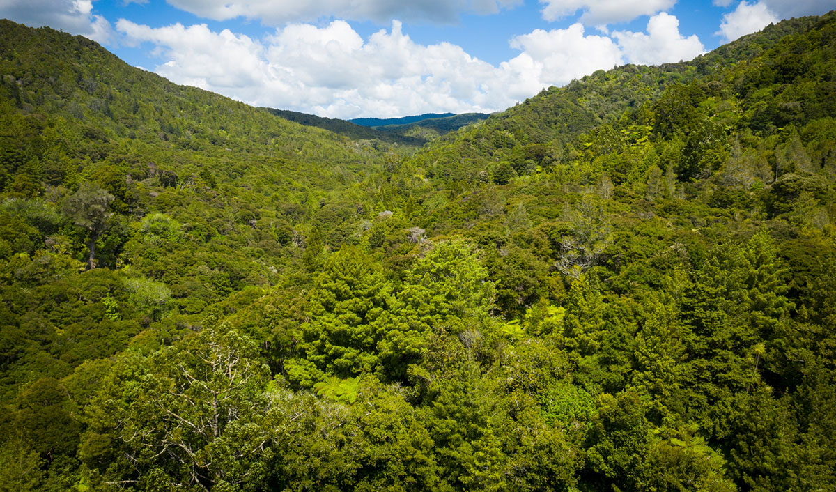 Piroa/Brynderwyn (Mangawhai/Waipū) High Value Area (HVA) bush.