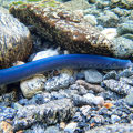 Piharau /Lamprey