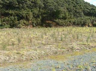 Photo of the closed landfill at Whangae where they have planted manuka trees to rehabilitate site.