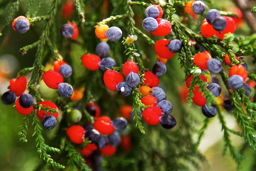 Koroi berries.